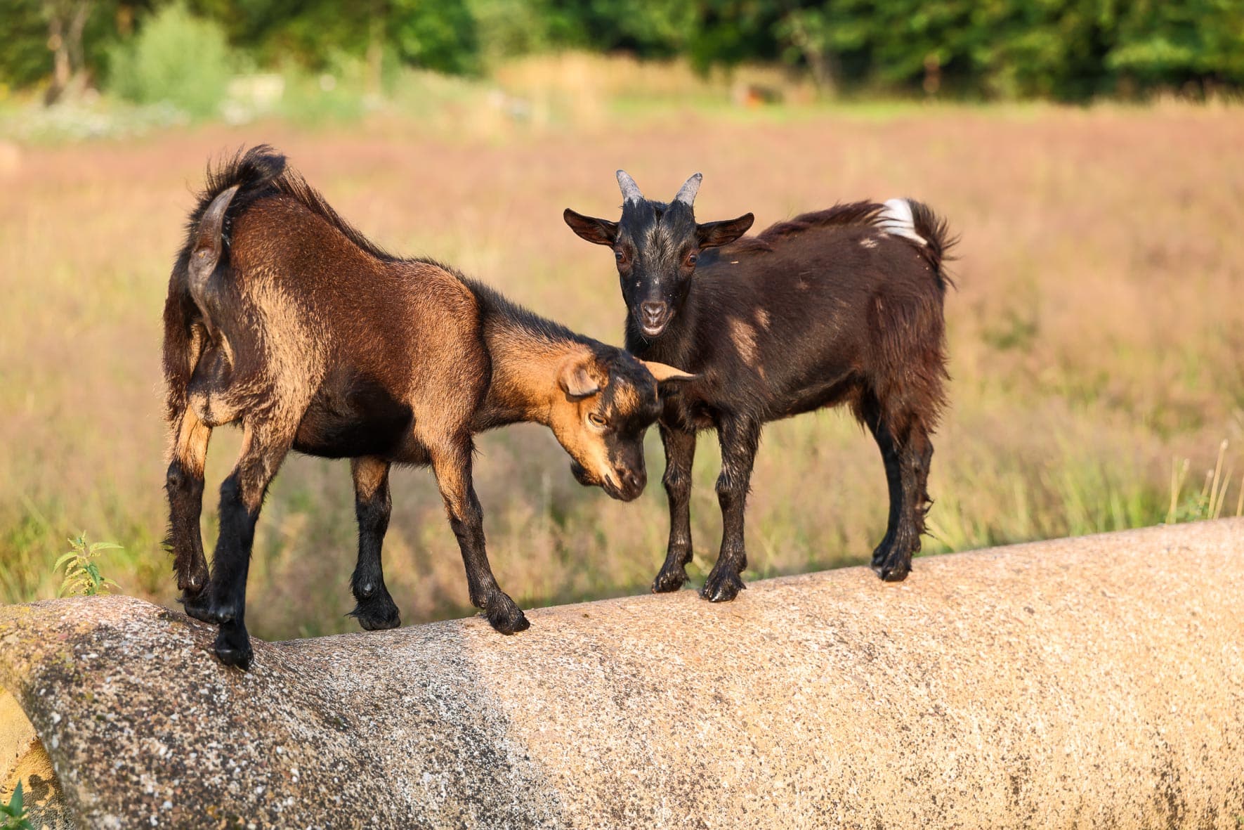 belevingspad Elim, wandelpad Elim, elfenpad Elim, kindvriendelijk wandelen Elim, natuurwandeling Elim, ontdekkingstocht Elim, stiltewandeling Elim, meditatiepad Elim, spiritueel wandelen Elim, zenpad Elim, theetuin wandelen Elim, magisch pad Elim, familie wandeling Elim, natuur beleven Elim, medicijnwiel Elim, zen ranch Elim, wandelen met kinderen Elim, boswandeling Elim, magisch wandelen Elim, rust en natuur Elim