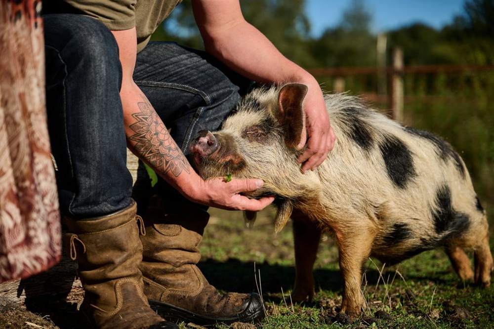 Varken op Zen Ranch in Elim